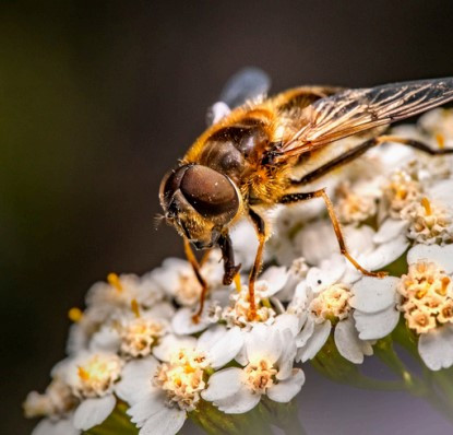 INSECT FLOWERS :: grass-tec.com